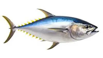 mzamin