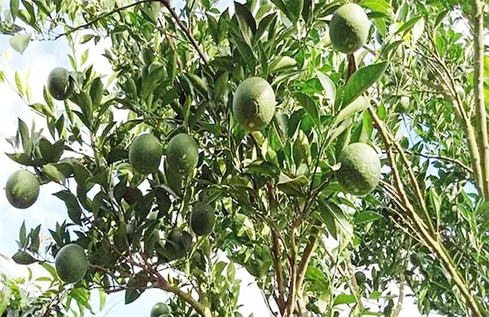 mzamin