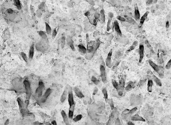 অস্ট্রেলিয়ায় মিললো ডাইনোসরের পায়ের ছাপ