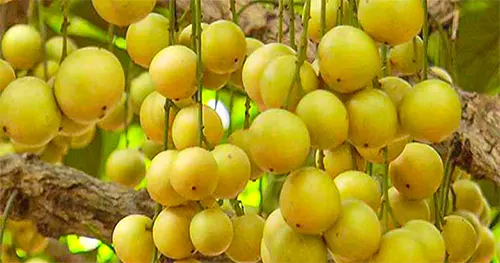 mzamin
