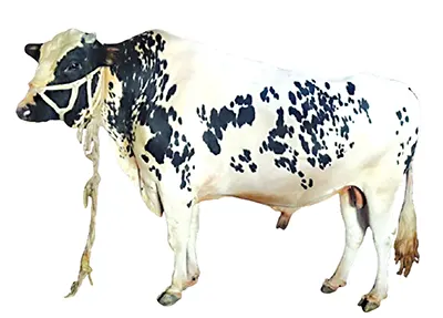 চিরিরবন্দরে ৪০ মণের ‘সম্রাট’