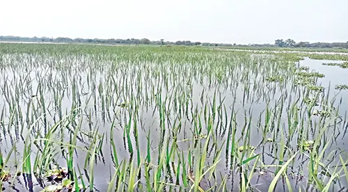 mzamin