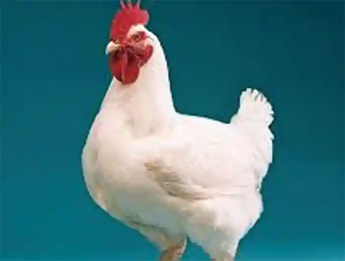 mzamin