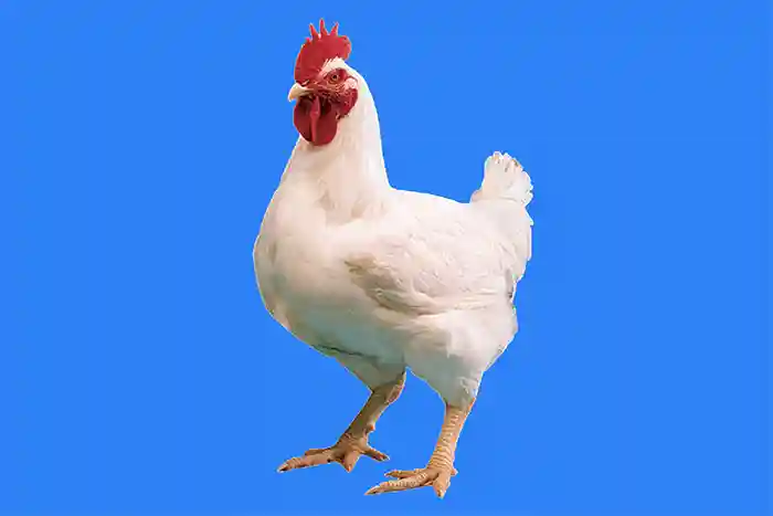 mzamin