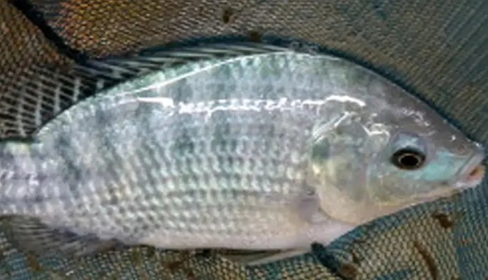 mzamin
