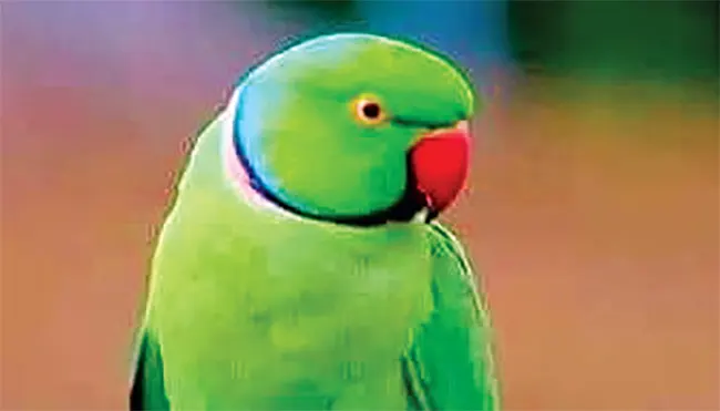mzamin