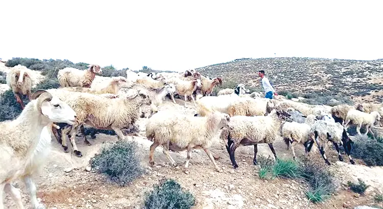 mzamin